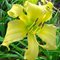 Лилейник 'Лемон Мэйдилан' / Hemerocallis  'Lemon Madeline'